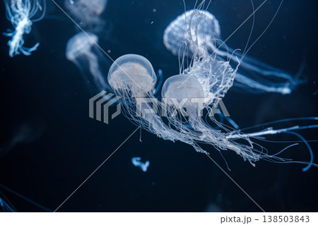 underwater photos of atlantic sea nettle jellyfish chrysaora quinquecirrha underwater photos of atlantic sea nettle jellyfish chrysaora quinquecirrha 138503843