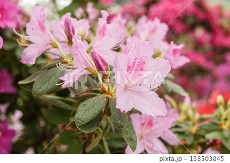 Beautiful blooming pink Azalea bushes 138503845