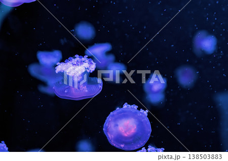 underwater photography jellyfish Cotylorhiza tuberculata, Mediterranean jellyfish 138503883