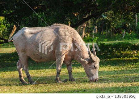 A white water buffalo grazing on green grass in tropical countryside, domestic farm animal in rural Thailand, calm natural environment A white water buffalo grazing on green grass in tropical countryside, domestic farm animal in rural Thailand, calm natural environment 138503950