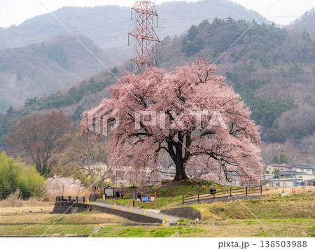 わに塚の一本桜 138503988