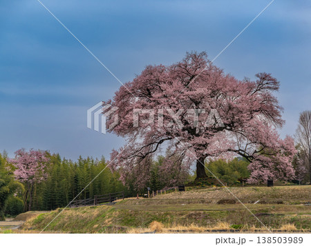 わに塚の一本桜 わに塚の一本桜 138503989