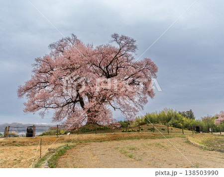 わに塚の一本桜 わに塚の一本桜 138503990