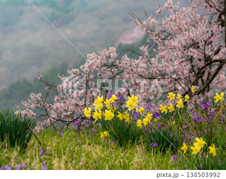 わに塚の一本桜 わに塚の一本桜 138503992
