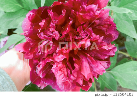 Close-Up of a Vibrant Red Peony Flower with Fresh Green Leaf Close-Up of a Vibrant Red Peony Flower with Fresh Green Leaf 138504103