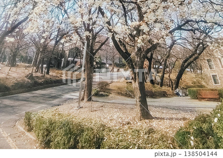Cherry Blossom Tree Lining an Empty Path in a Peaceful Spring Park 138504144