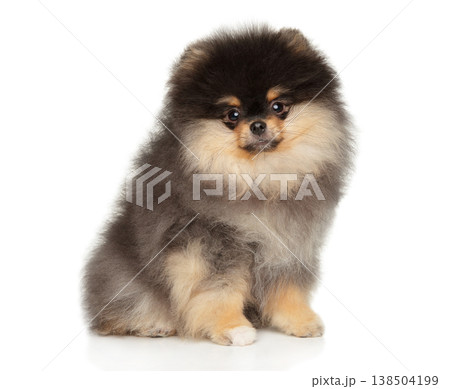 Black and tan pomeranian puppy sits against a plain background 138504199