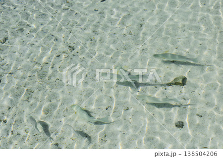 Underwater world of an island in the Maldives, fish of different colors Underwater world of an island in the Maldives, fish of different colors 138504206