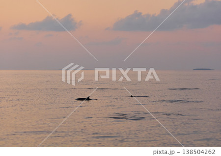 A couple of dolphins jump out of the water at sunset, they frolic, mating, in the background is a beautiful sky during sunset A couple of dolphins jump out of the water at sunset, they frolic, mating, in the background is a beautiful sky during sunset 138504262