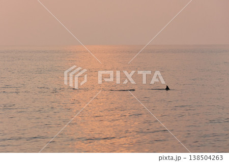 A couple of dolphins jump out of the water at sunset, they frolic, mating, in the background is a beautiful sky during sunset A couple of dolphins jump out of the water at sunset, they frolic, mating, in the background is a beautiful sky during sunset 138504263