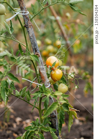 Yellow tomatoes on a branch of a bush in the garden Yellow tomatoes on a branch of a bush in the garden 138504264