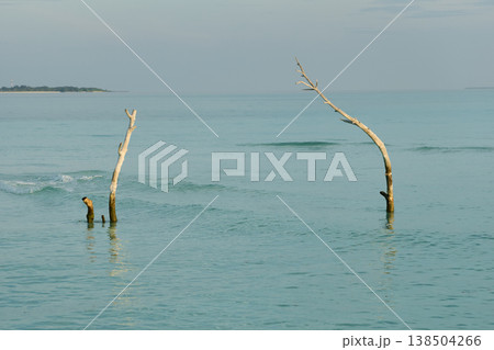 a lonely dry tree stands in the water and in the background there is a beautiful pink sky, azure water a lonely dry tree stands in the water and in the background there is a beautiful pink sky, azure water 138504266