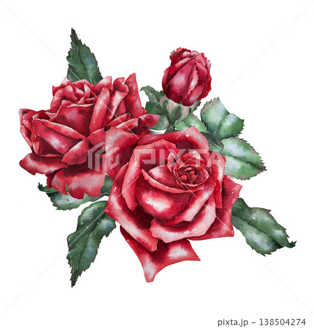 Composition of two red roses and bud with green leaves, watercolor illustration in botanical realistic style. for wedding decor, greeting card, floristry, packaging, romantic and festive design. Composition of two red roses and bud with green leaves, watercolor illustration in botanical realistic style. for wedding decor, greeting card, floristry, packaging, romantic and festive design. 138504274