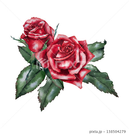 Two red roses with green foliage, watercolor illustration in botanical realistic style. Illustration for floristry, wedding decor, greeting card, packaging, perfumery and festive design. Two red roses with green foliage, watercolor illustration in botanical realistic style. Illustration for floristry, wedding decor, greeting card, packaging, perfumery and festive design. 138504279