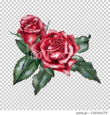 Two red roses with green foliage, watercolor illustration in botanical realistic style. Illustration for floristry, wedding decor, greeting card, packaging, perfumery and festive design. Two red roses with green foliage, watercolor illustration in botanical realistic style. Illustration for floristry, wedding decor, greeting card, packaging, perfumery and festive design. 138504279