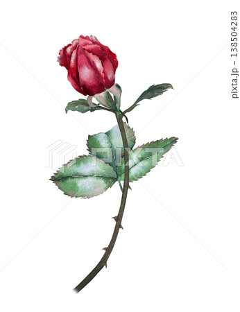 Red rose bud with green leaves and thorny stem, watercolor illustration in botanical realistic style. Illustration for floristry, greeting card, wedding decor, packaging, perfumery and festive design. Red rose bud with green leaves and thorny stem, watercolor illustration in botanical realistic style. Illustration for floristry, greeting card, wedding decor, packaging, perfumery and festive design. 138504283