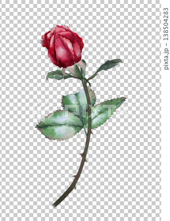 Red rose bud with green leaves and thorny stem, watercolor illustration in botanical realistic style. Illustration for floristry, greeting card, wedding decor, packaging, perfumery and festive design. Red rose bud with green leaves and thorny stem, watercolor illustration in botanical realistic style. Illustration for floristry, greeting card, wedding decor, packaging, perfumery and festive design. 138504283