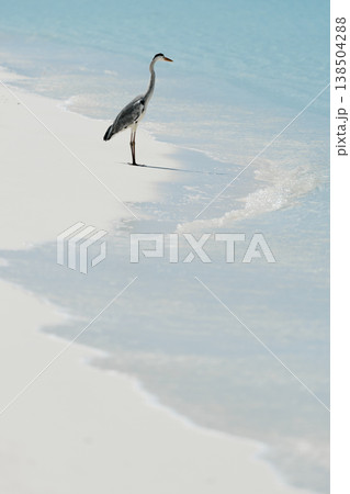 A lone stork stands and hunts on the white sand of the Maldives coast on a sunny day, blue water all around, small waves 138504288