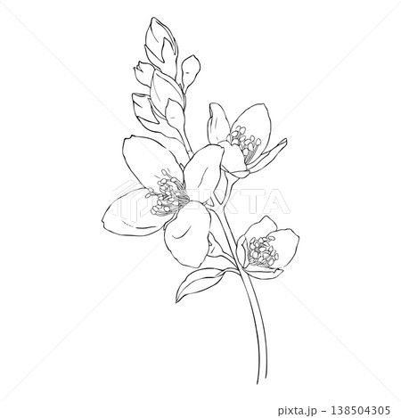 Jasmine branch with flowers and buds, line art graphic illustration in minimalist style. Illustration for coloring pages, botanical posters, logos, packaging and print design. Jasmine branch with flowers and buds, line art graphic illustration in minimalist style. Illustration for coloring pages, botanical posters, logos, packaging and print design. 138504305