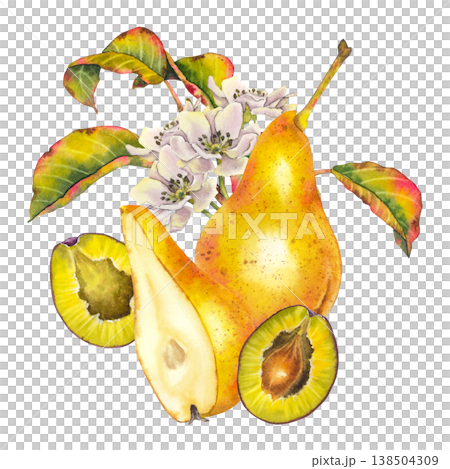 Watercolor illustration of yellow pear, sliced plums and pear blossom with colorful leaves. Illustration for food packaging, juice branding, kitchen textiles, wellness and organic product design. 138504309
