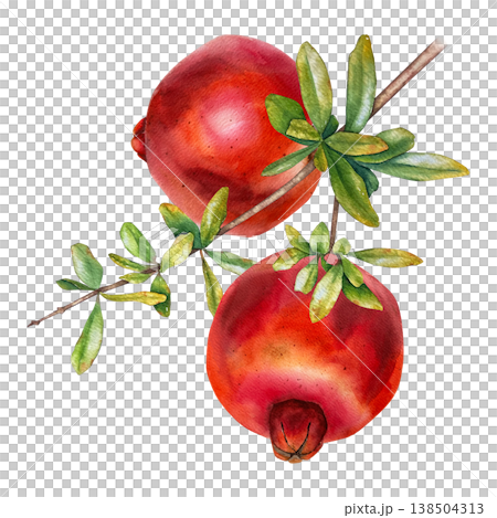 Watercolor illustration with two ripe red pomegranates hanging on a branch with green leaves. for packaging, cosmetics, magazines, greeting cards, wall posters, food design and seasonal promotions. Watercolor illustration with two ripe red pomegranates hanging on a branch with green leaves. for packaging, cosmetics, magazines, greeting cards, wall posters, food design and seasonal promotions. 138504313