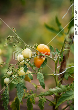 Small tomatoes on a branch of a tomato plant in the garden. Small tomatoes on a branch of a tomato plant in the garden. 138504358