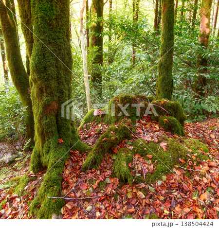 Mossy tree trunks and a large moss-covered mound are surrounded by fallen orange autumn leaves in a forest. Mossy tree trunks and a large moss-covered mound are surrounded by fallen orange autumn leaves in a forest. 138504424