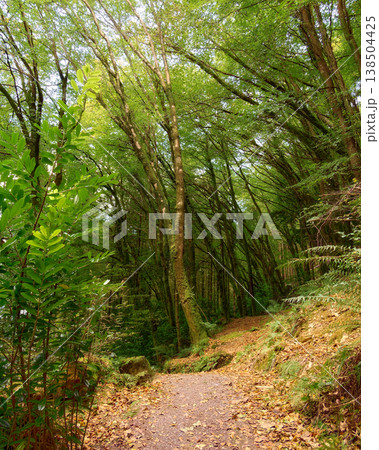 A gravel hiking trail covered in fallen leaves leads through a dense forest of tall green trees and lush undergrowth. A gravel hiking trail covered in fallen leaves leads through a dense forest of tall green trees and lush undergrowth. 138504425