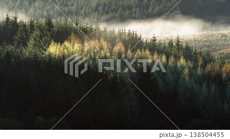Morning mist drifts over a dense evergreen forest as sunlight illuminates a cluster of deciduous trees on a hillside. Morning mist drifts over a dense evergreen forest as sunlight illuminates a cluster of deciduous trees on a hillside. 138504455