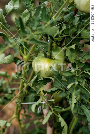 Green tomatoes growing on a branch in the garden. Agriculture concept. Green tomatoes growing on a branch in the garden. Agriculture concept. 138504468