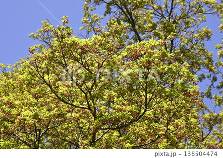 イロハモミジの花 138504474