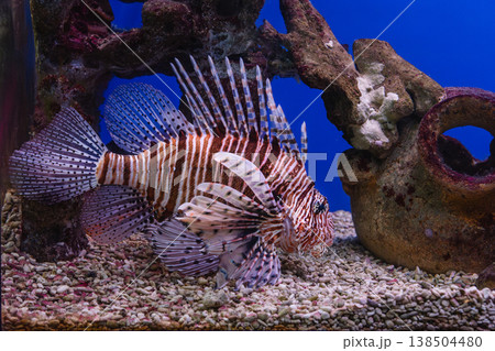 Pterois volitans or red lionfish Pterois volitans or red lionfish 138504480
