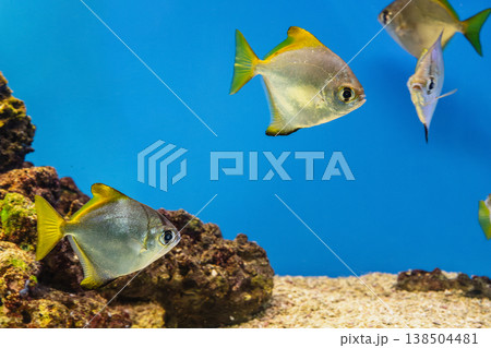 Monodactylus argenteus or silver moonyfish Monodactylus argenteus or silver moonyfish 138504481