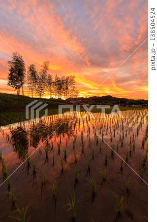 里山の水田に映る夕焼けと雲が美しい春の風景 138504524