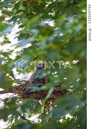 Wood pigeon on nest hidden in leafy tree canopy Wood pigeon on nest hidden in leafy tree canopy 138504794