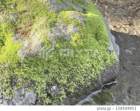 静岡県・柿田川湧水の透明な流れ 静岡県・柿田川湧水の透明な流れ 138504951