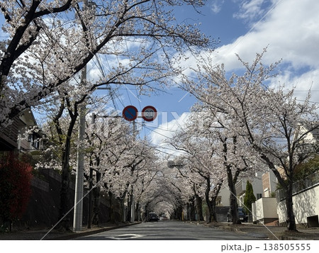東京都の春、満開の桜が並木道で美しい花のトンネルを作る風景。 138505555