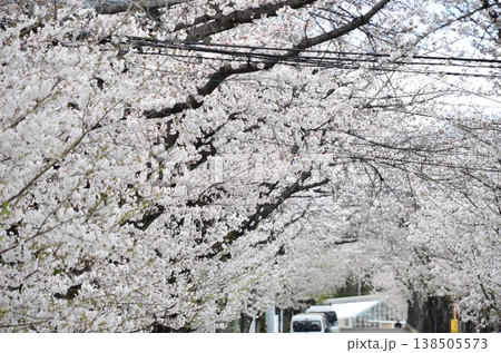 東京都の春、満開の桜が並木道で美しい花のトンネルを作る風景。 東京都の春、満開の桜が並木道で美しい花のトンネルを作る風景。 138505573
