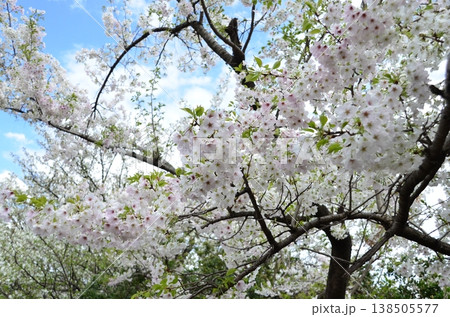東京都の春、満開の桜が並木道で美しい花のトンネルを作る風景。 東京都の春、満開の桜が並木道で美しい花のトンネルを作る風景。 138505577