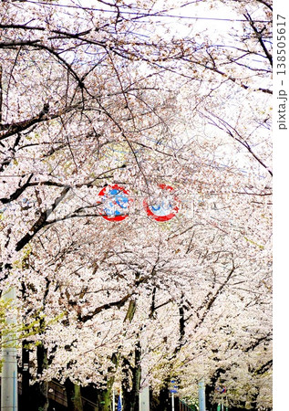 東京都の春、満開の桜が並木道で美しい花のトンネルを作る風景。 東京都の春、満開の桜が並木道で美しい花のトンネルを作る風景。 138505617
