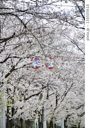 東京都の春、満開の桜が並木道で美しい花のトンネルを作る風景。 138505618