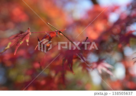 紅葉したモミジ 紅葉したモミジ 138505637