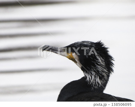 横を向くカワウの頭部アップ 138506095