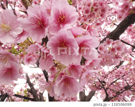 逆光気味に咲く満開の河津桜 逆光気味に咲く満開の河津桜 138506099