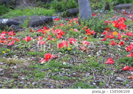 地面に散った赤い椿（ツバキ）の花　　 138506109