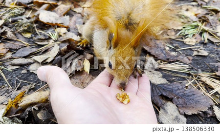 Wild fluffy squirrel taking nuts from male arm and gnawing it outdoor. Cute rodent eating food from hand of guy at forest. Man feeding hungry small sciurus to walnuts at autumn park. POV 138506330