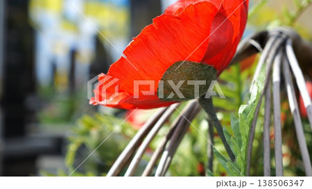 Closeup of red poppy flower serving as universal sign of memory in military cemetery. At blur background ukrainian flags mark graves of fallen soldiers creating solemn tribute to sacrifice and memory Closeup of red poppy flower serving as universal sign of memory in military cemetery. At blur background ukrainian flags mark graves of fallen soldiers creating solemn tribute to sacrifice and memory 138506347