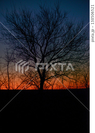 Silhouette of a tree at magic orange ang blue sunset in the evening Silhouette of a tree at magic orange ang blue sunset in the evening 138506521
