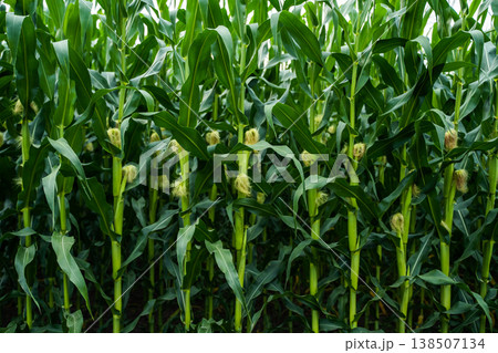 Green corn stalks growing in a vast farm field under natural sunlight, showcasing agricultural growth, sustainable farming, and healthy organic crops Green corn stalks growing in a vast farm field under natural sunlight, showcasing agricultural growth, sustainable farming, and healthy organic crops 138507134