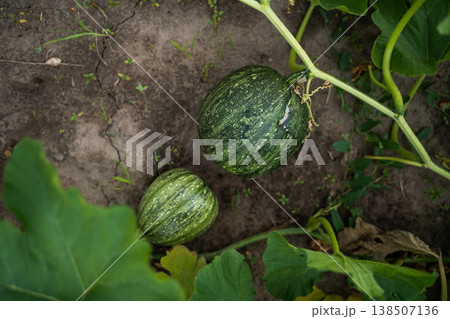 Young green squash and pumpkins developing on a vine in fertile soil, surrounded by large leafy plants, illustrating natural growth and agricultural abundance Young green squash and pumpkins developing on a vine in fertile soil, surrounded by large leafy plants, illustrating natural growth and agricultural abundance 138507136